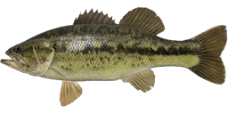 Largemouth Bass