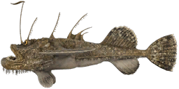 European Angler