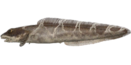 Esmark's Eelpout