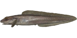 Longear Eelpout