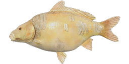 Mirror Albino Carp