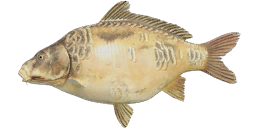 Mirror Ghost Carp