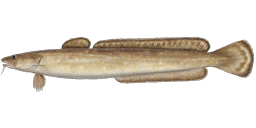 Common Ling