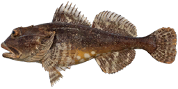 Shorthorn Sculpin