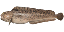 Spotted wolffish