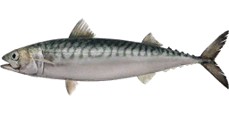 Atlantic Mackerel
