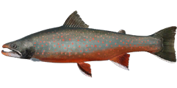 Dolly Varden Trout