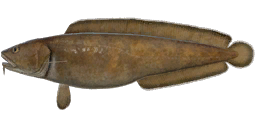 Cusk