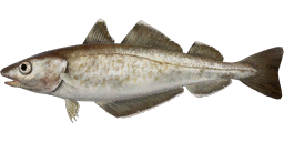 Whiting