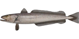European Hake