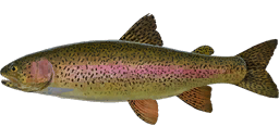 Kamchatkan Rainbow Trout