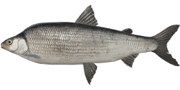 Muksun