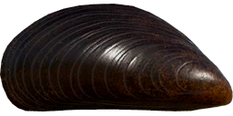 Mussel