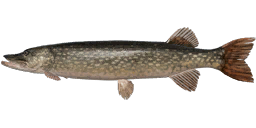 Pike
