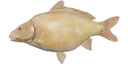 Scaleless Albino Carp
