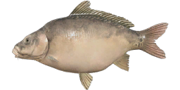 Scaleless Ghost Carp