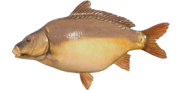 Leather Carp