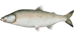 Nelma