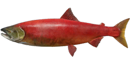 Sockeye Salmon