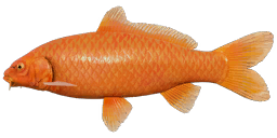 Orenji Ogon