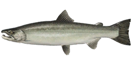 Masu