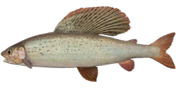 East Siberian Grayling