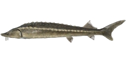 Baltic Sturgeon