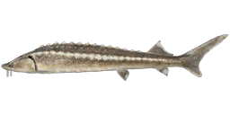 Bastard Sturgeon