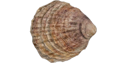 Oyster