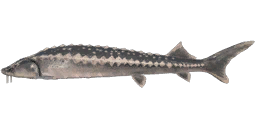 Persian Sturgeon