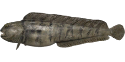 Atlantic Wolffish