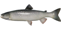 Gray Char