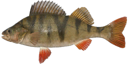 Perch