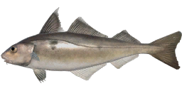 Haddock