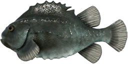 Lumpfish