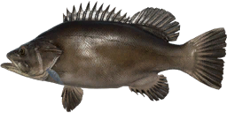Atlantic Wreckfish