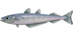 Blue Whiting