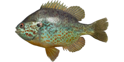 Pumpkinseed Sunfish