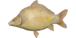 Frame-sided Albino Carp