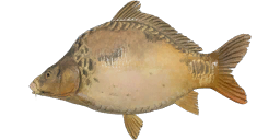 Frame-sided Ghost Carp