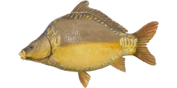 Frame-sided Carp