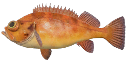 Small redfish