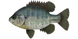 Redear Sunfish