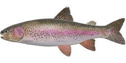 Rainbow Trout