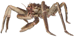 Red King Crab