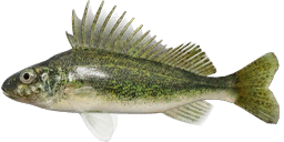 Ruffe