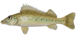 Donets Ruffe