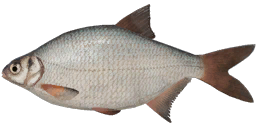 White Bream