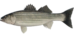 Striped Bass [Striper]