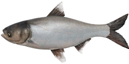 Silver Carp